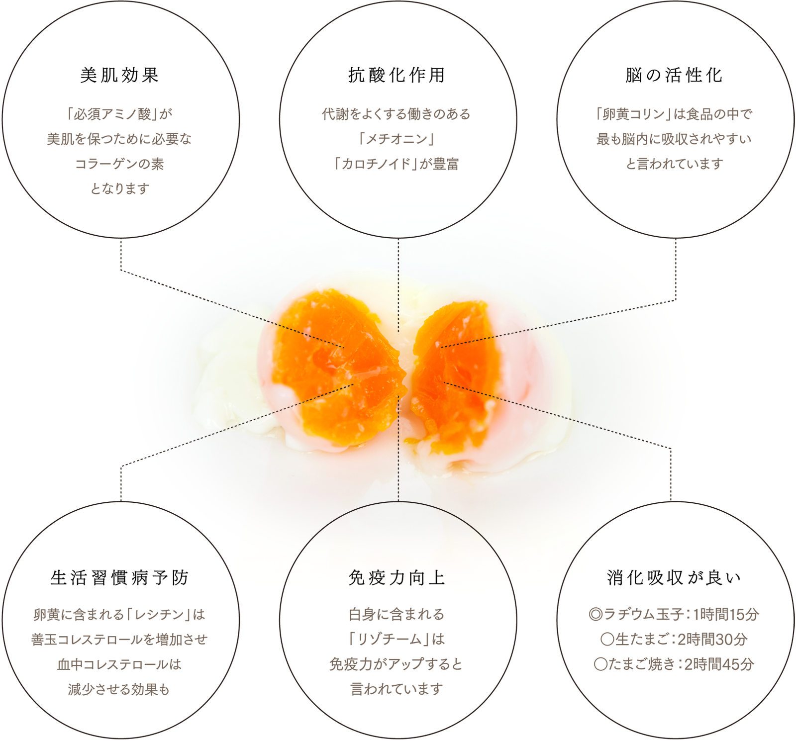 ラヂウム玉子の特徴の図